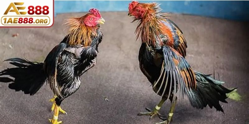 Giải đáp câu hỏi để hiểu hơn tỷ lệ kèo