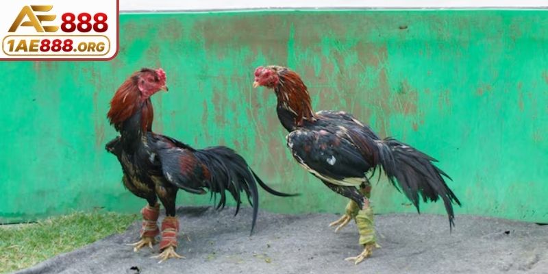 Nội dung giải đáp đầy đủ về bồ gà C2 ở đâu