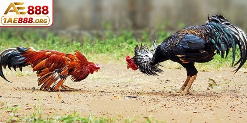 Điểm khác trong quy mô tổ chức đá kê