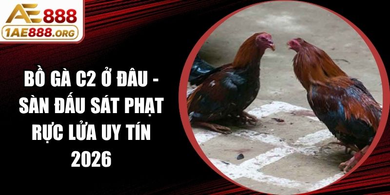 Bồ Gà C2 Ở Đâu - Sàn Đấu Sát Phạt Rực Lửa Uy Tín 2026