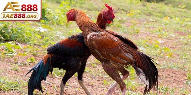 Chi tiết khái niệm bồ gà C4 ở đâu