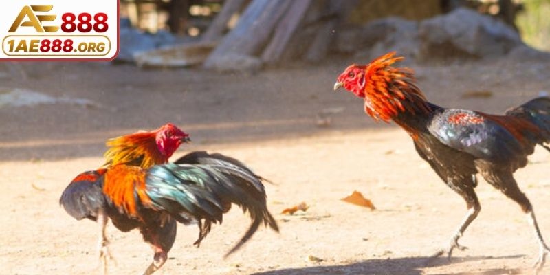 Khám phá kênh theo dõi qua trang kết nối máy chủ