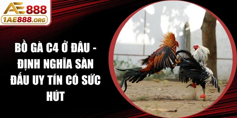 Bồ Gà C4 Ở Đâu - Định Nghĩa Sàn Đấu Uy Tín Có Sức Hút