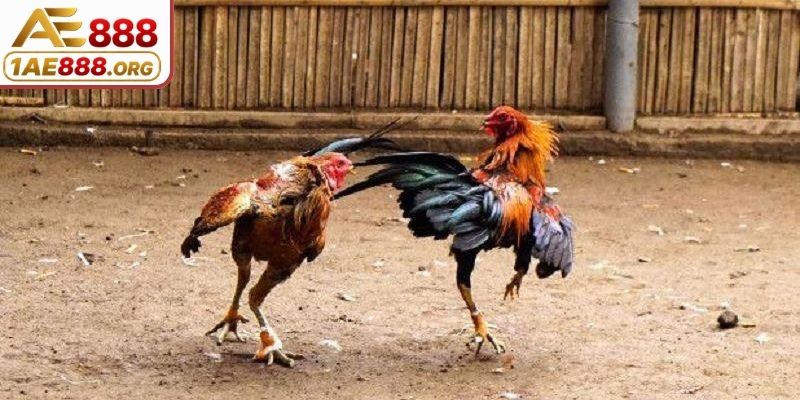 Hình thức tranh tài cự sắt đầy kịch liệt