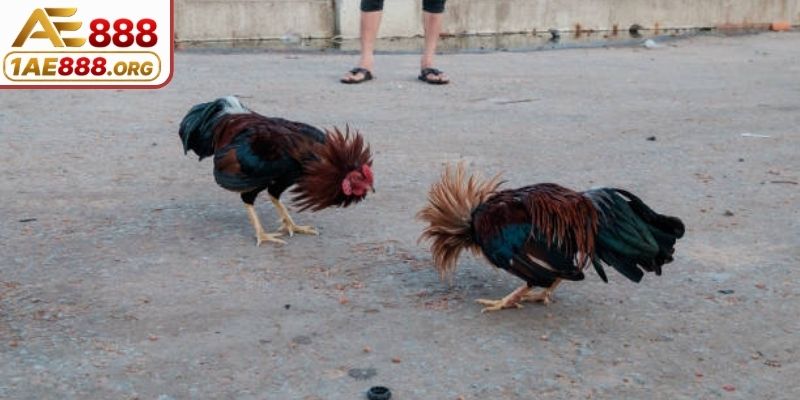 Dạng cược chấp tỷ số theo sức lực gà đá