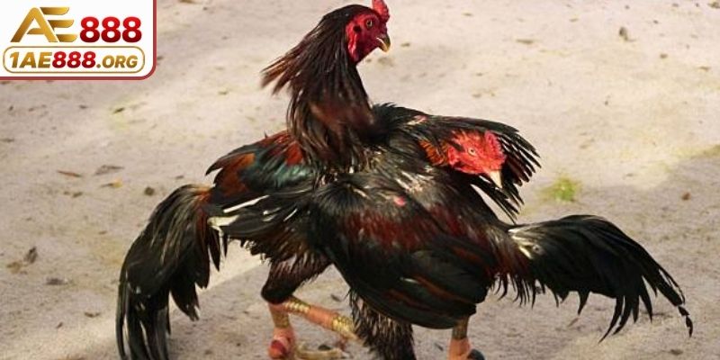 Khu vực phát sóng từ trụ sở đặt ở nước ngoài