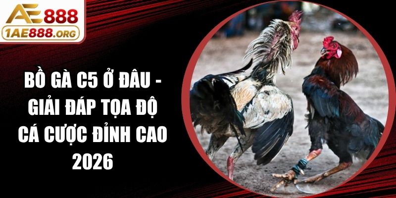 Bồ Gà C5 Ở Đâu - Giải Đáp Tọa Độ Cá Cược Đỉnh Cao 2026