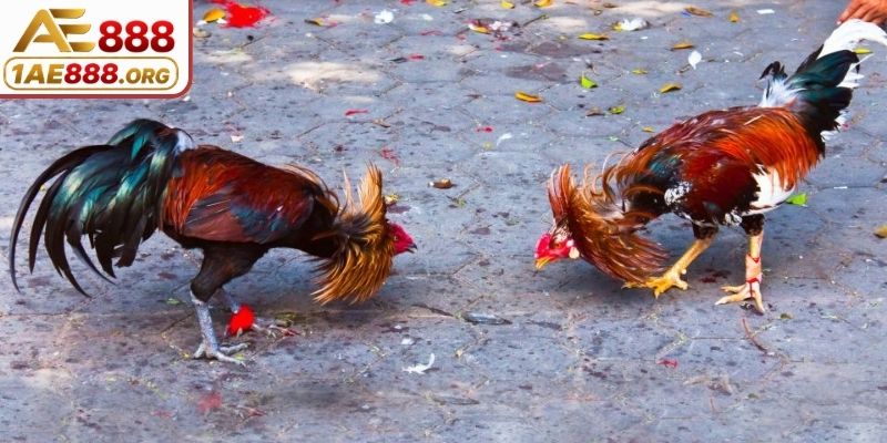 Hình thức đấu kê bằng cựa sắt siêu nhanh