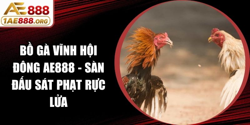 Bồ Gà Vĩnh Hội Đông AE888 - Sàn Đấu Sát Phạt Rực Lửa