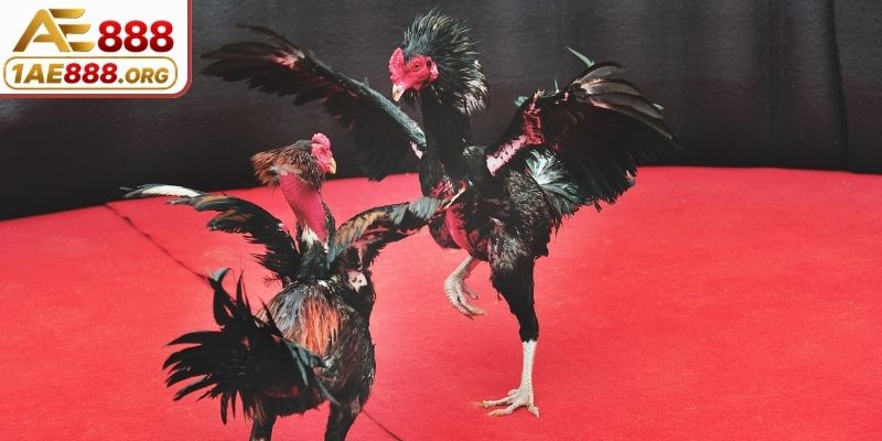 Luật quy định về vũ khí sử dụng