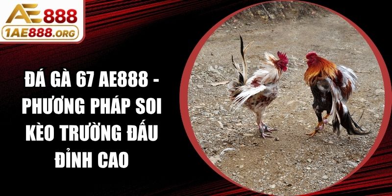Đá Gà 67 AE888 - Phương Pháp Soi Kèo Trường Đấu Đỉnh Cao