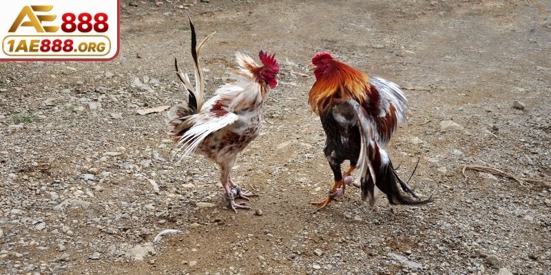 Không gian chọi kê trực tuyến đầy thu hút