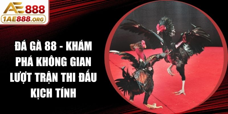 Đá Gà 88 - Khám Phá Không Gian Lượt Trận Thi Đấu Kịch Tính