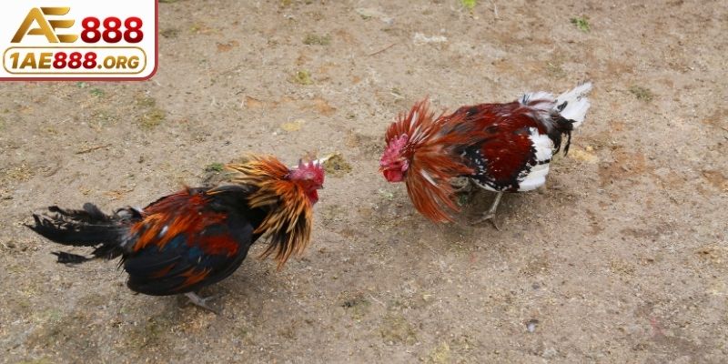 Tìm hiểu nội dung nổi bật trong sảnh cá cược chọi kê