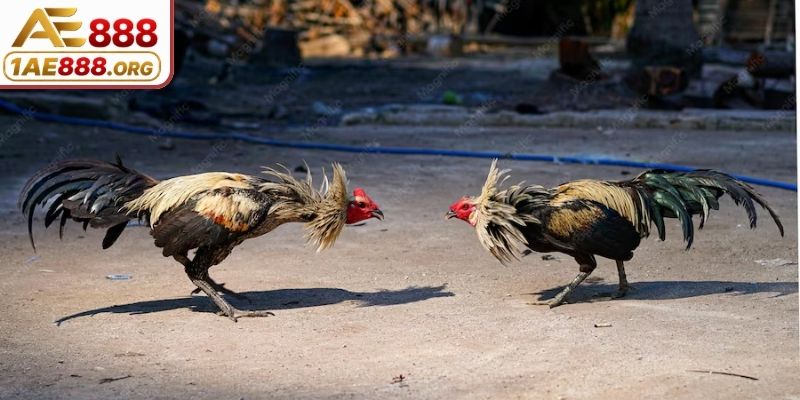 Loài gà Peru có tốc độ ra đòn nhanh
