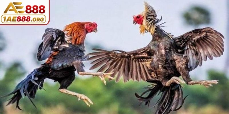 Nguồn gốc ra mắt của đá gà cựa dao