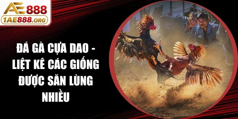 Đá Gà Cựa Dao - Liệt Kê Các Giống Được Săn Lùng Nhiều