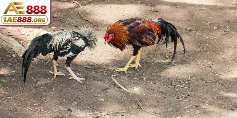 Chú ý check đường truyền trước khi xem