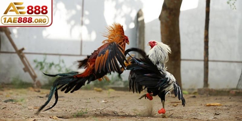 Điểm đặc biệt của đá gà cựa sắt