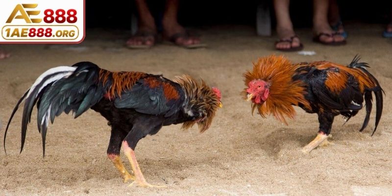 Quy tắc để chọn đối thủ ghép cặp đấu