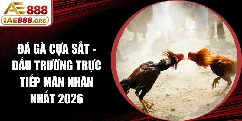 Đá Gà Cựa Sắt - Đấu Trường Trực Tiếp Mãn Nhãn Nhất 2026