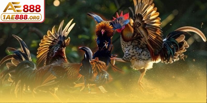 Hình thức chọi kê thi đấu kịch tính nhất