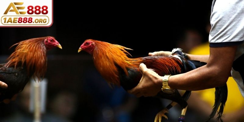 Đặc điểm nhận diện chiến kê thi đấu đỉnh cao trên sân