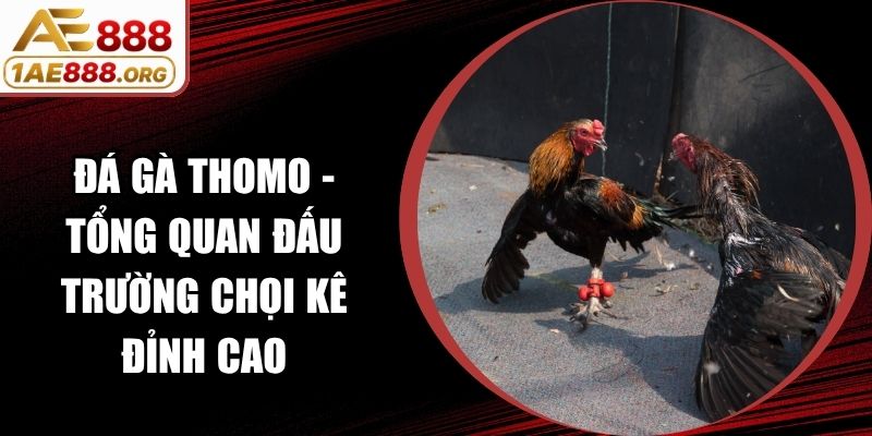 Đá Gà Thomo - Tổng Quan Đấu Trường Chọi Kê Đỉnh Cao