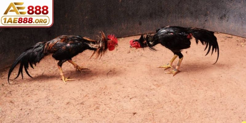 Giới thiệu chung về đá gà trực tiếp hôm nay