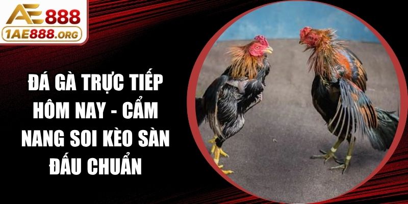 Đá Gà Trực Tiếp Hôm Nay - Cẩm Nang Soi Kèo Sàn Đấu Chuẩn