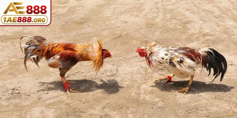 Màn chạm trán giữa Xanh Sắt với Tía Lửa