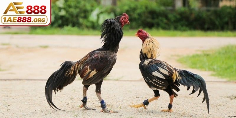 Thông tin cốt lõi liên quan đến gà chọi C1