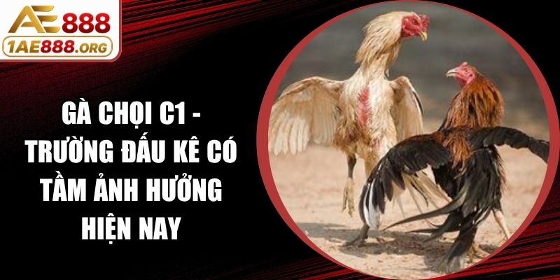 Gà Chọi C1 - Trường Đấu Kê Có Tầm Ảnh Hưởng Hiện Nay