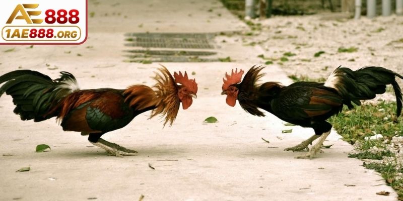 Mỗi trận đá đều đem đến sự kịch tính