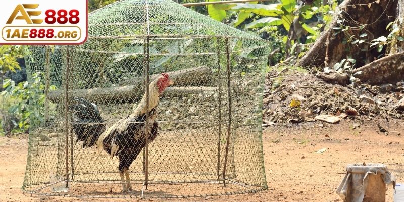 Cách lựa chọn kê đá dựa vào đôi chân và vảy