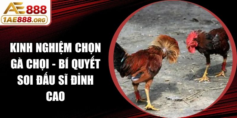 Kinh Nghiệm Chọn Gà Chọi - Bí Quyết Soi Đấu Sĩ Đỉnh Cao