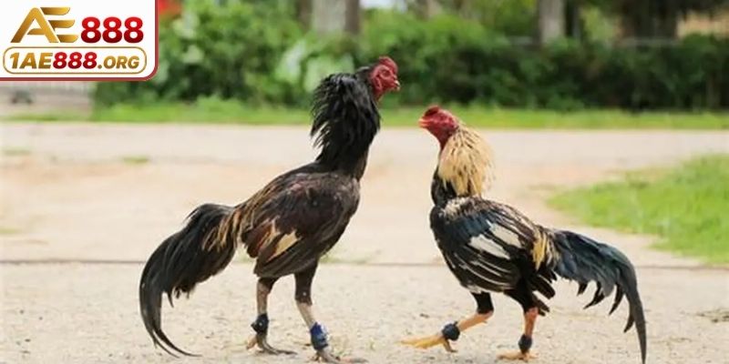 Vai trò to lớn của kinh nghiệm chọn gà chọi