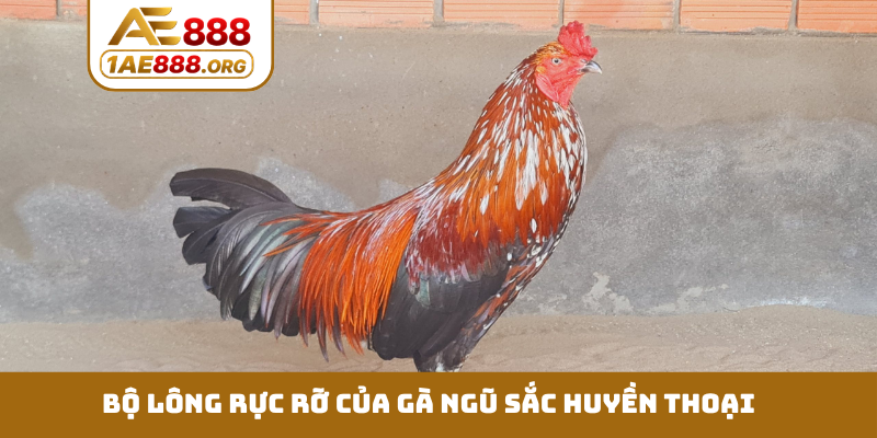 Bộ lông rực rỡ của gà ngũ sắc huyền thoại