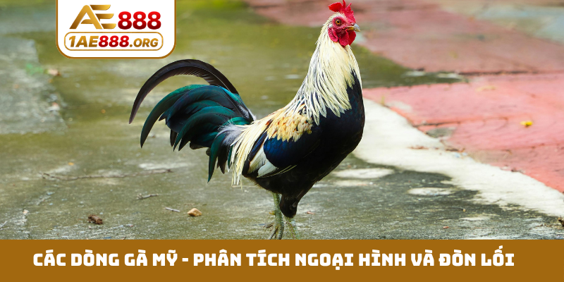 Các dòng gà Mỹ