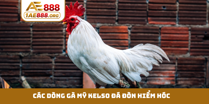 Các dòng gà Mỹ Kelso đá đòn hiểm hóc