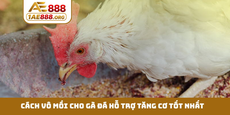 Cách vô mồi cho gà đá hỗ trợ tăng cơ tốt nhất