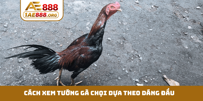 Cách xem tướng gà chọi dựa theo dáng đầu