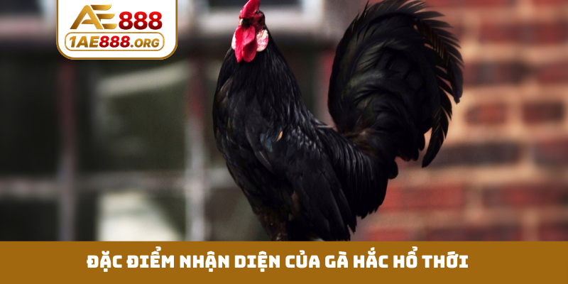 Đặc điểm nhận diện của gà hắc hổ thới