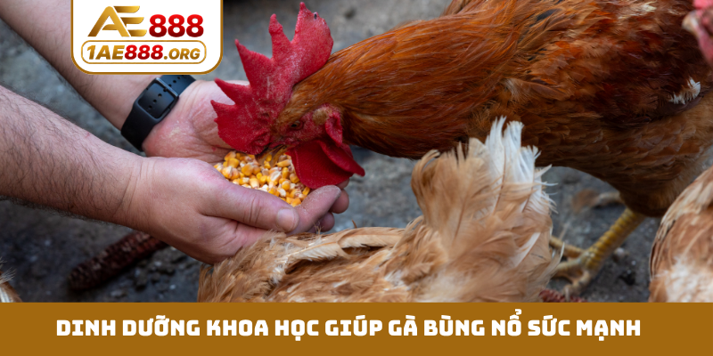 Dinh dưỡng khoa học giúp gà bùng nổ sức mạnh