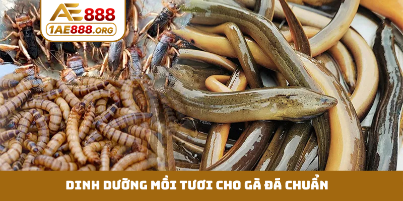 Dinh dưỡng mồi tươi cho gà đá chuẩn