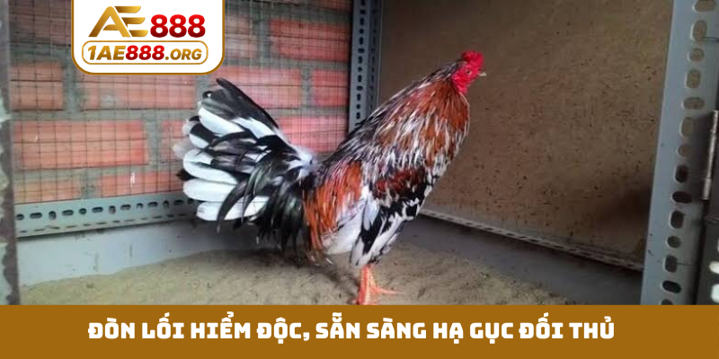 Đòn lối hiểm độc, sẵn sàng hạ gục đối thủ