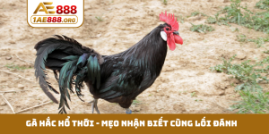 Gà hắc hổ thới
