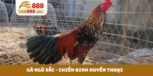 Gà ngũ sắc