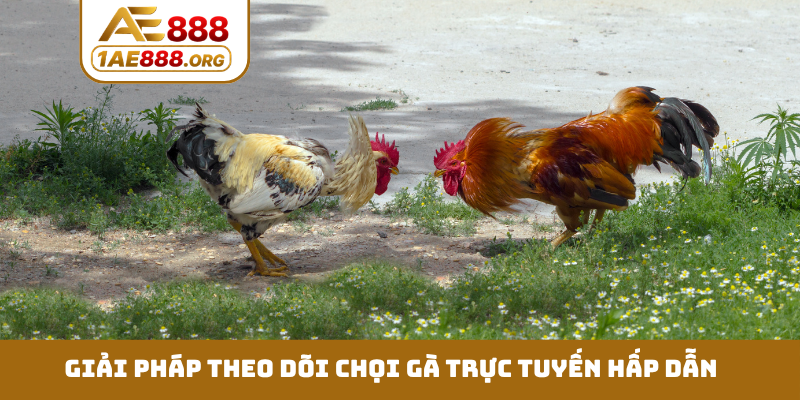 Giải pháp theo dõi chọi gà trực tuyến hấp dẫn