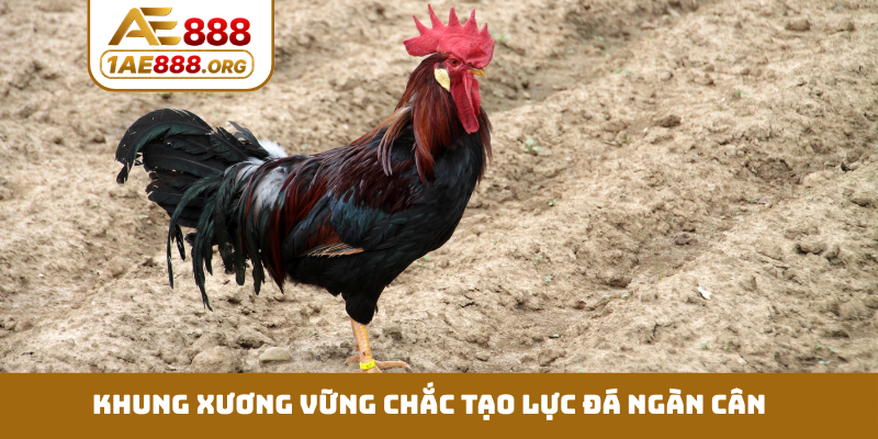 Khung xương vững chắc tạo lực đá ngàn cân